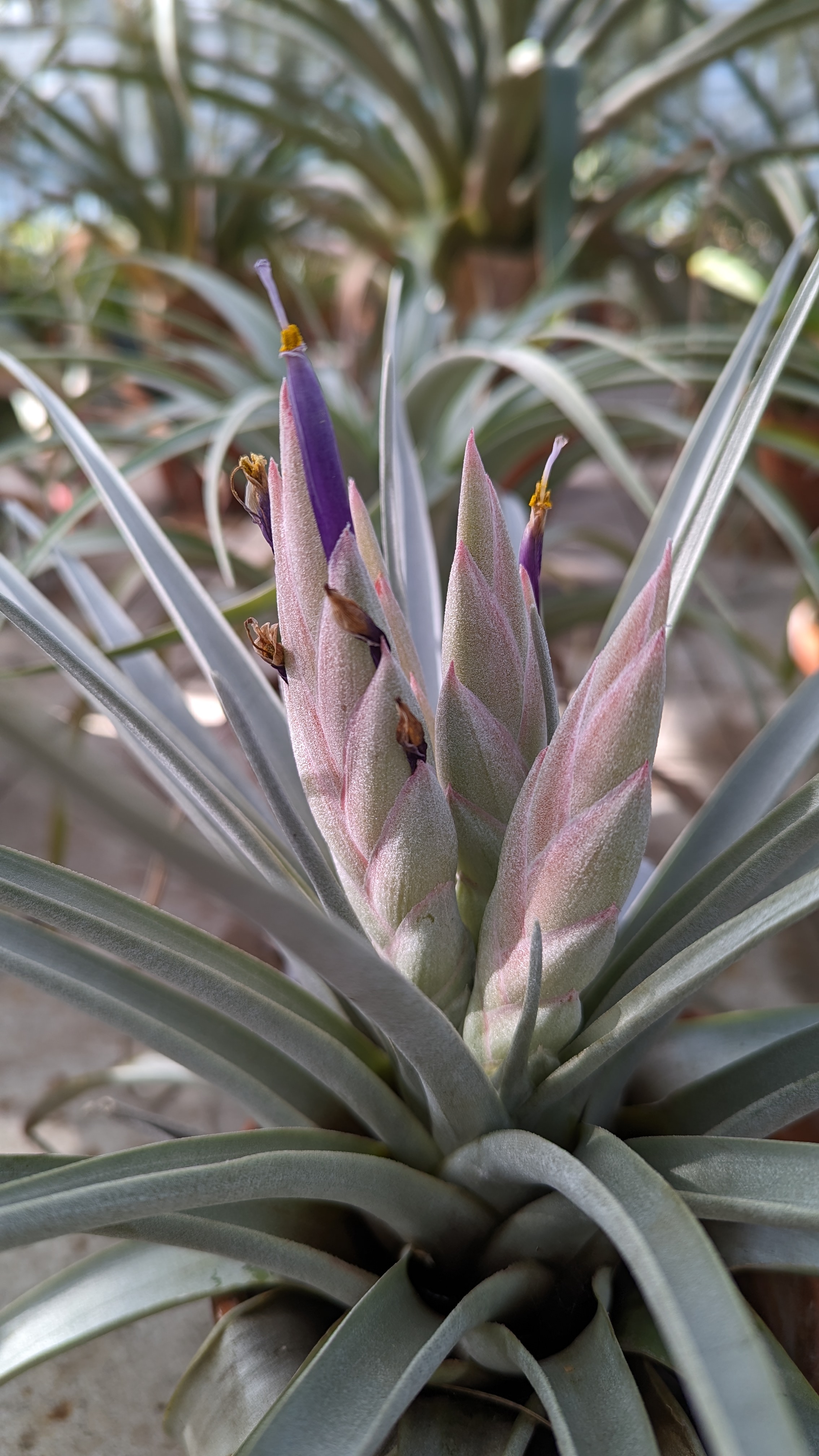 preview Tillandsia carlsoniae  L.B.Sm.